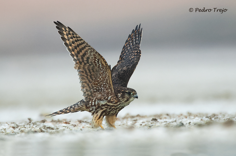 Esmerejón (Falco columbarius)